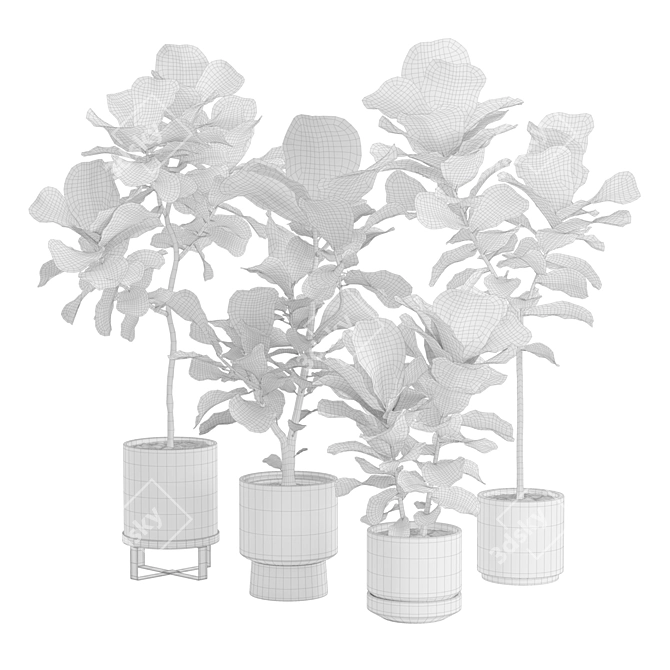 Elegant Ficus Lyrata Fig Tree 3D model image 3