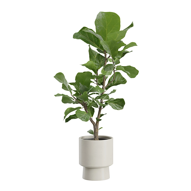 Elegant Ficus Lyrata Fig Tree 3D model image 4