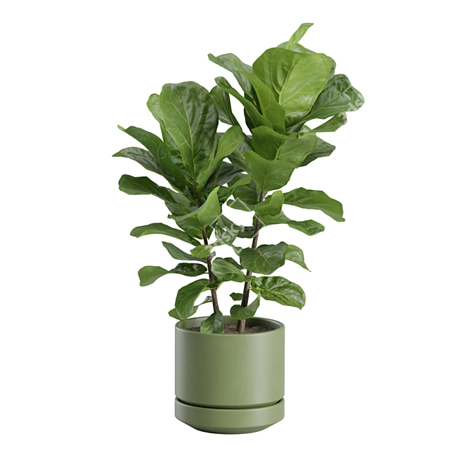 Elegant Ficus Lyrata Fig Tree 3D model image 5