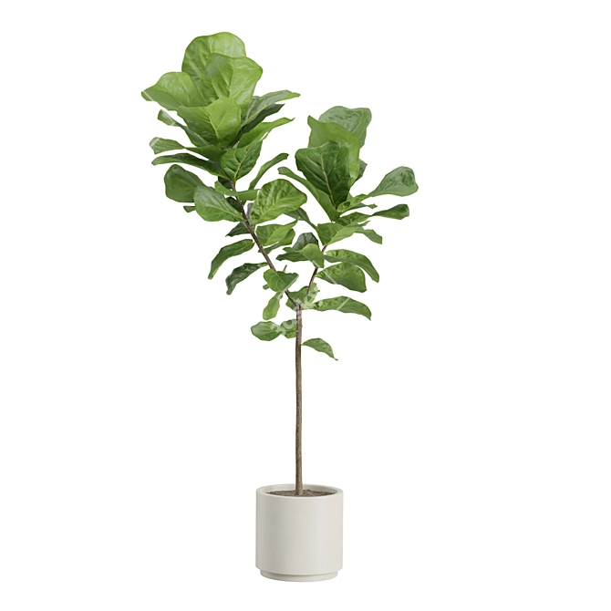 Elegant Ficus Lyrata Fig Tree 3D model image 6