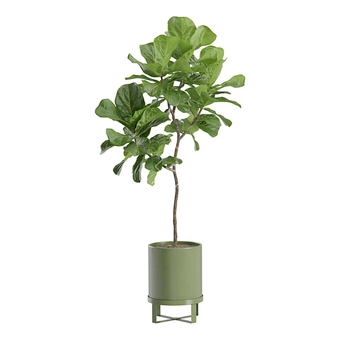 Elegant Ficus Lyrata Fig Tree 3D model image 7