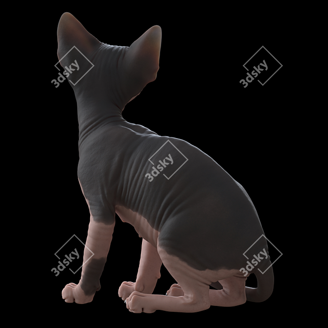 Sphynx Model Kitten: 287mm Height 3D model image 3