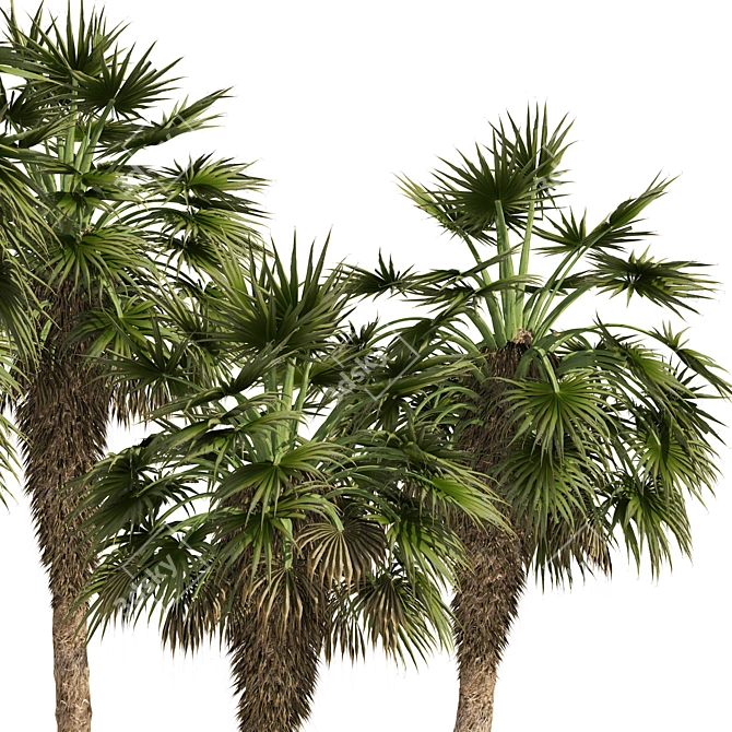 Chinese Fan Palm 3D Model 3D model image 2