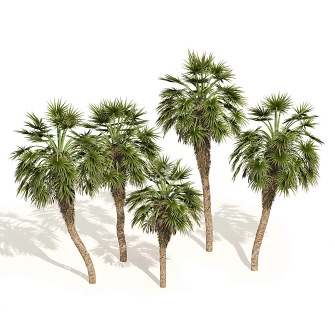 Chinese Fan Palm 3D Model 3D model image 4