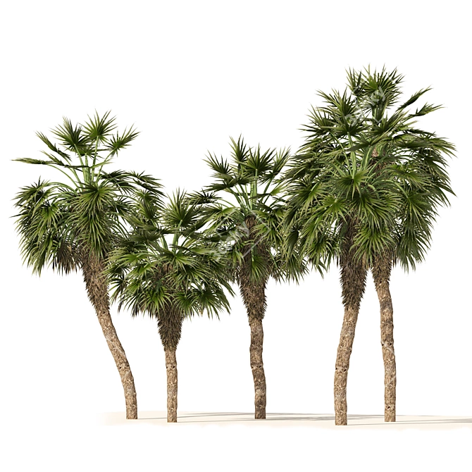 Chinese Fan Palm 3D Model 3D model image 5