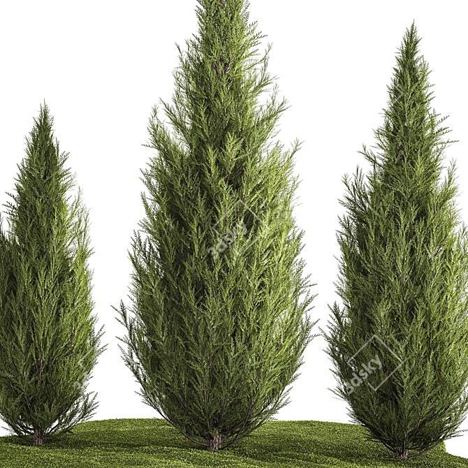 Cypress and Thuja Garden Set 3D model image 2