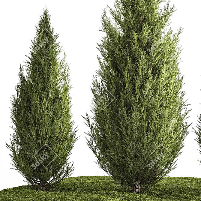 Cypress and Thuja Garden Set 3D model image 3