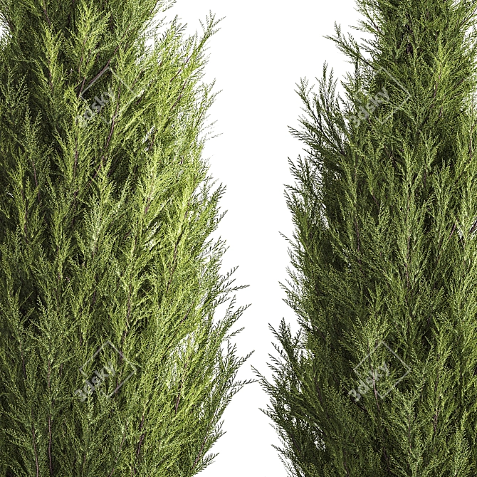 Cypress and Thuja Garden Set 3D model image 4