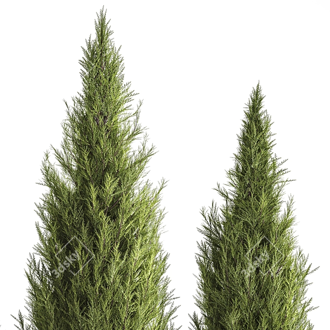 Cypress and Thuja Garden Set 3D model image 5