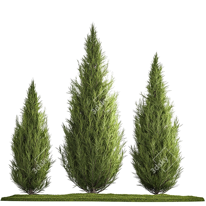 Cypress and Thuja Garden Set 3D model image 7