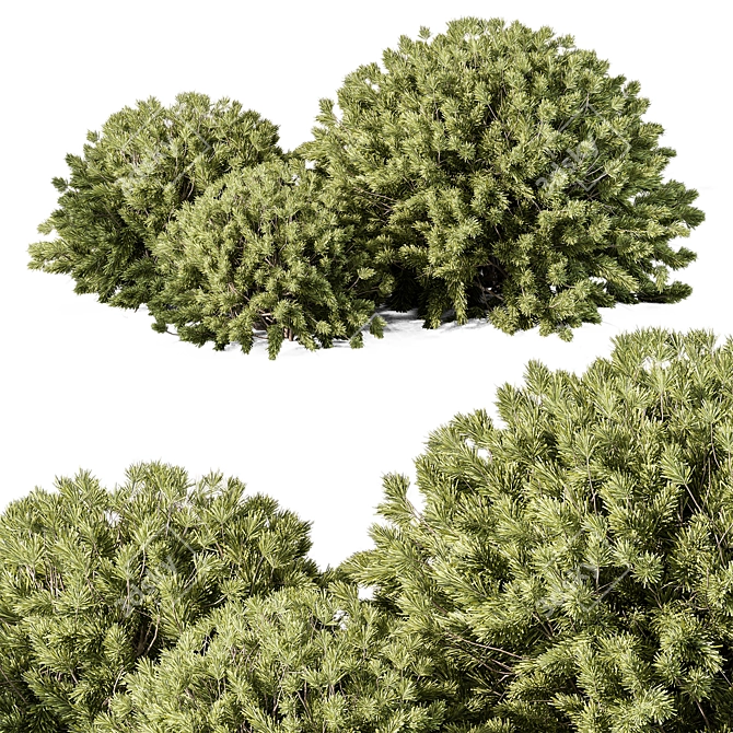 Boxwood Topiary Ball Bush Set 3D model image 1