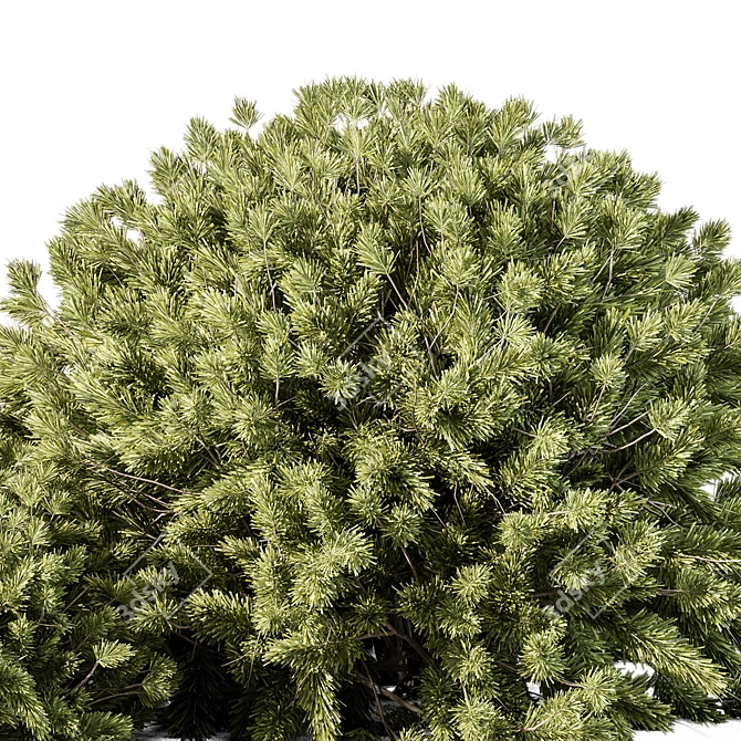 Boxwood Topiary Ball Bush Set 3D model image 2