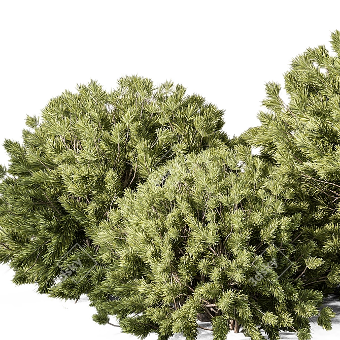 Boxwood Topiary Ball Bush Set 3D model image 3