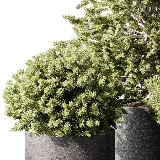 Pine Plants for Outdoor greenery 3D model image 2