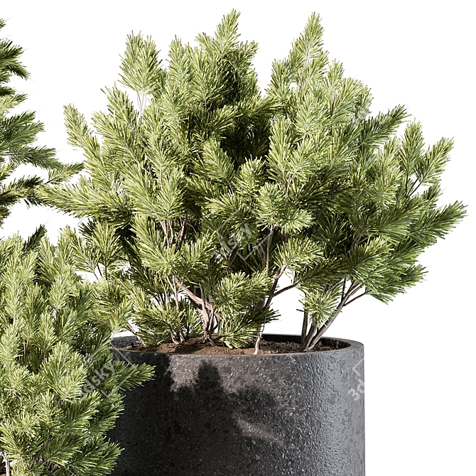 Pine Plants for Outdoor greenery 3D model image 3