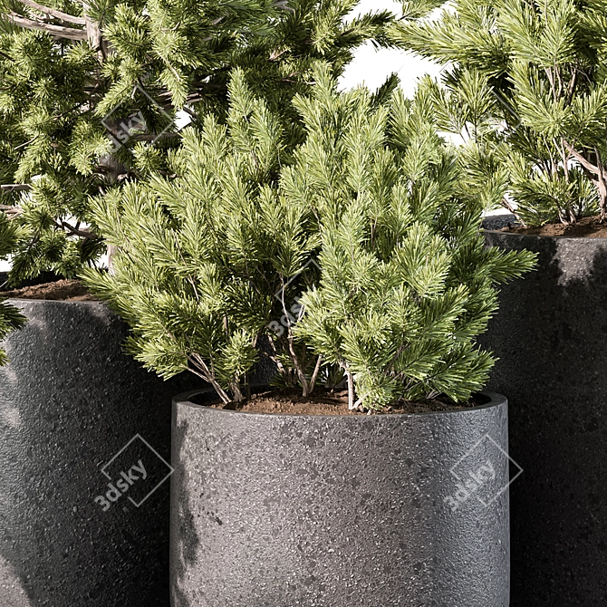 Pine Plants for Outdoor greenery 3D model image 4