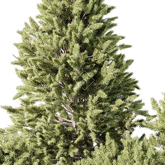 Pine Plants for Outdoor greenery 3D model image 5