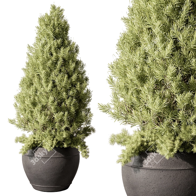 Pine Outdoor Plant, Hardy Evergreen 3D model image 1