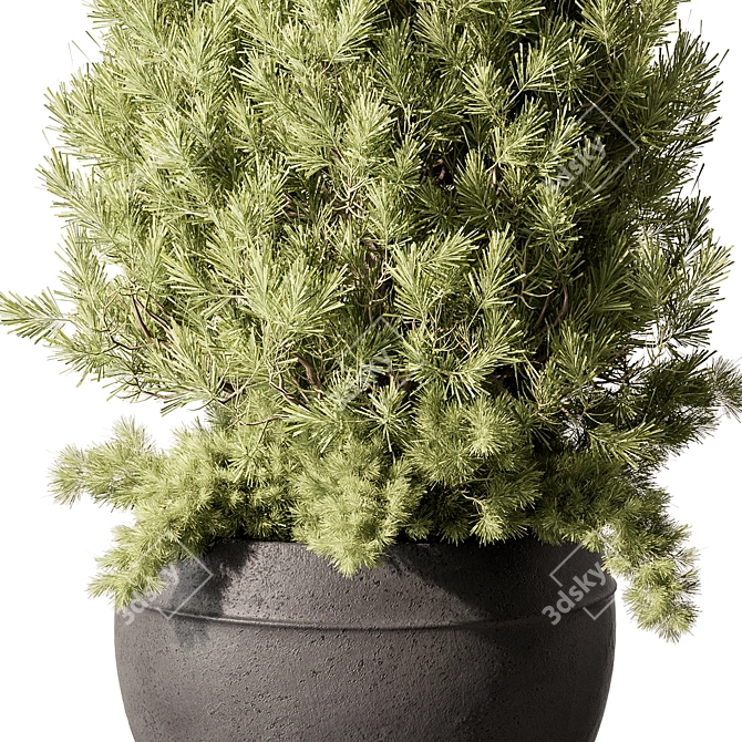 Pine Outdoor Plant, Hardy Evergreen 3D model image 2