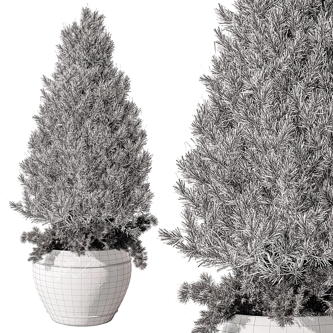 Pine Outdoor Plant, Hardy Evergreen 3D model image 3