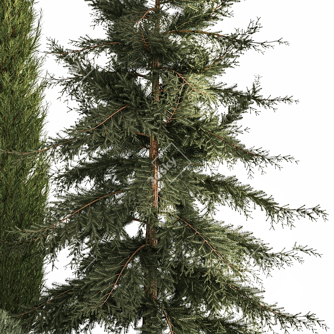 Coniferous Greenery Collection 3D model image 3