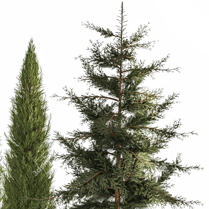 Coniferous Greenery Collection 3D model image 5