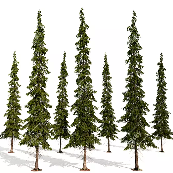 Tayozhnaya Spruce Tree Model 3D model image 3