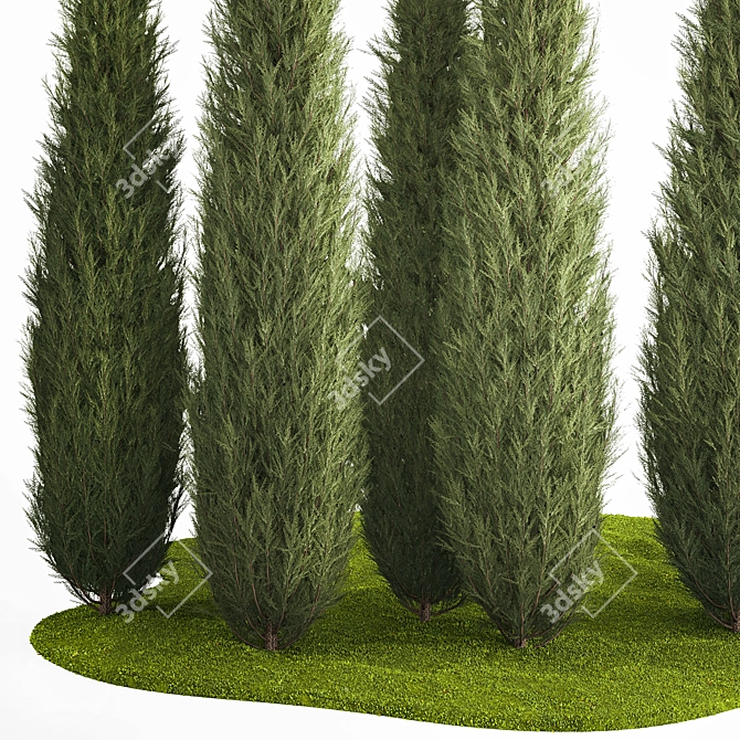 Coniferous Trees Set for Landscaping 3D model image 3