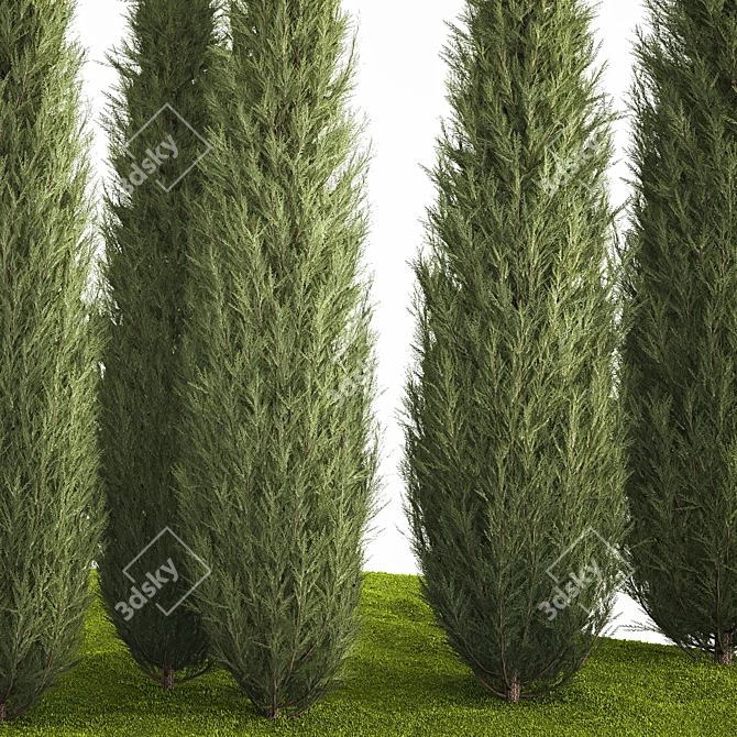 Coniferous Trees Set for Landscaping 3D model image 4