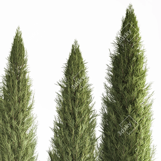 Coniferous Trees Set for Landscaping 3D model image 6