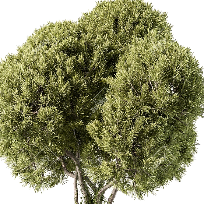 Evergreen Tree In Pot 3D model image 2