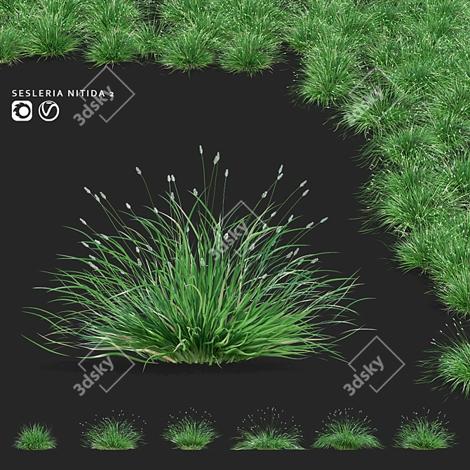 Glistening Decorative Grass Collection 3D model image 1