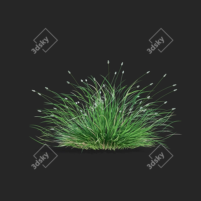 Glistening Decorative Grass Collection 3D model image 6