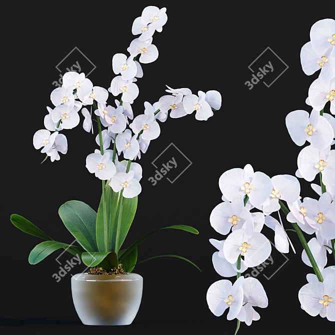 Realistic Orchid Flowers Model 3D model image 1