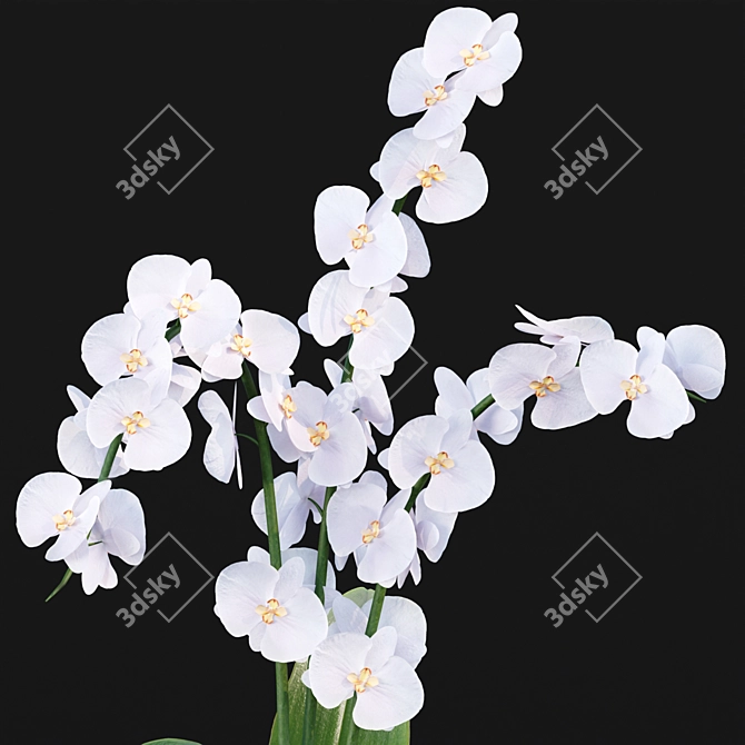 Realistic Orchid Flowers Model 3D model image 2