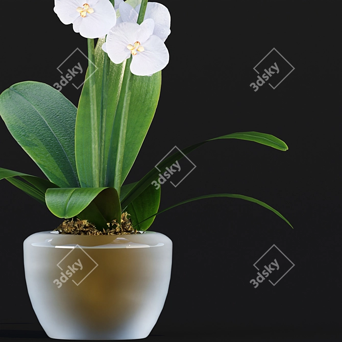 Realistic Orchid Flowers Model 3D model image 3