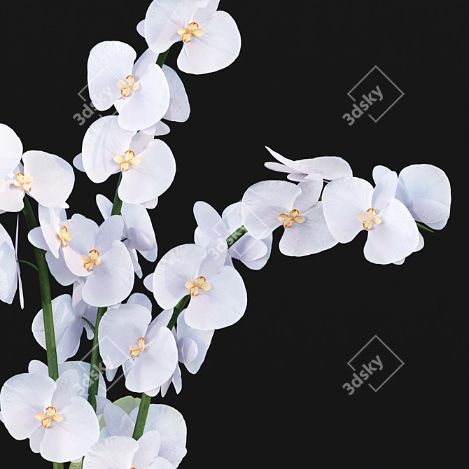 Realistic Orchid Flowers Model 3D model image 4