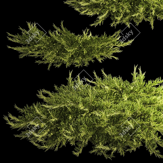 Juniper Collection for Landscape Design 3D model image 2