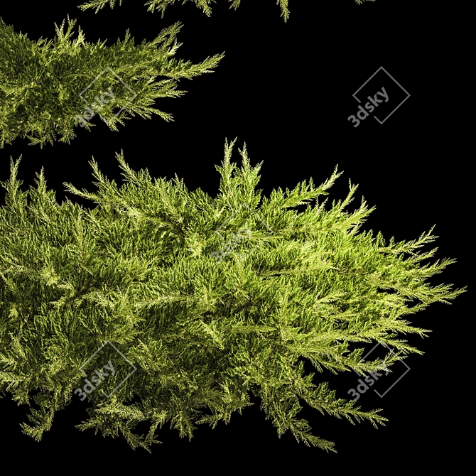 Juniper Collection for Landscape Design 3D model image 3