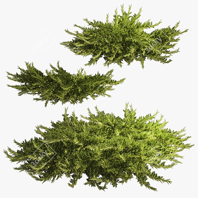 Juniper Collection for Landscape Design 3D model image 5