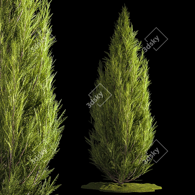 Evergreen Shrub Selection Set 3D model image 1