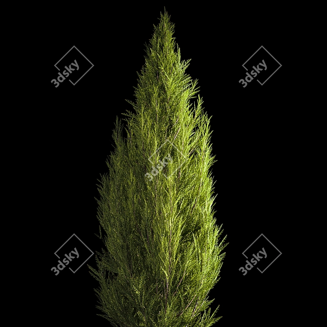 Evergreen Shrub Selection Set 3D model image 3