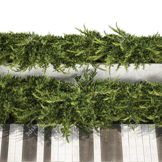 Urban Greenery Collection: Juniper & Cypress 3D model image 3