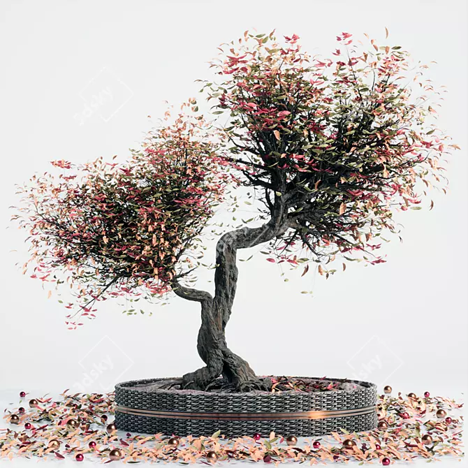 Miniature Bonsai Tree Set 3D model image 1