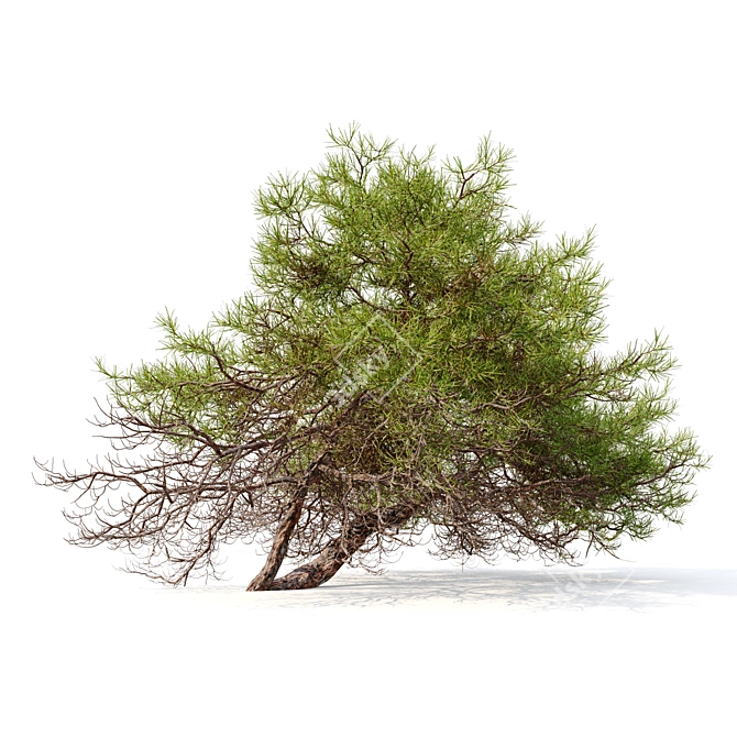 Japanese Red Pine 3D Model 3D model image 2