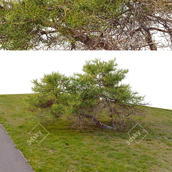 Japanese Red Pine 3D Model 3D model image 3