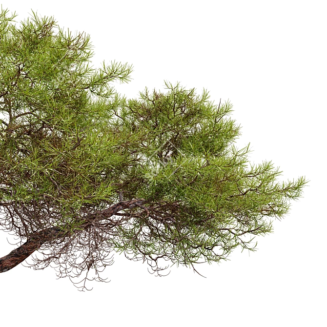 Japanese Red Pine 3D Model 3D model image 5