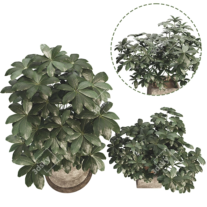 48-Piece Umbrella Tree Plant Collection 3D model image 2