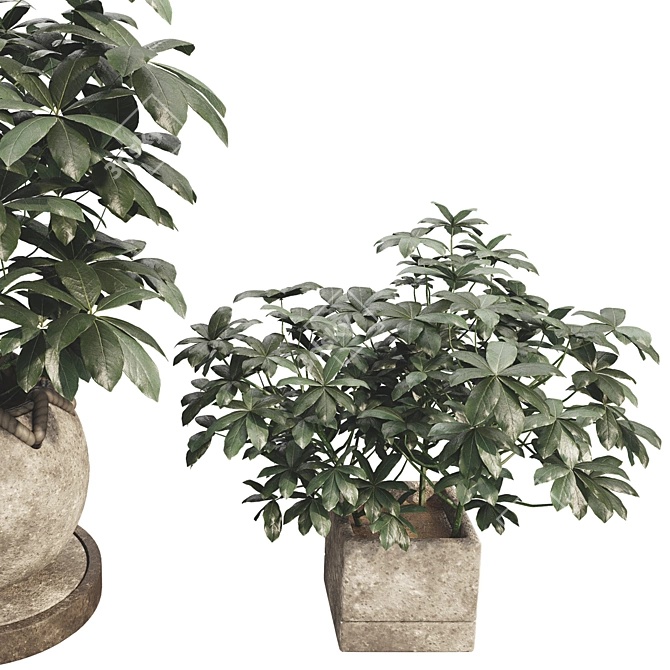 48-Piece Umbrella Tree Plant Collection 3D model image 5