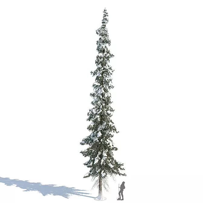 Winter Taiga Spruce (20m) 3D model image 1